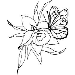 Coloring page: Butterfly (Animals) #15790 - Free Printable Coloring Pages
