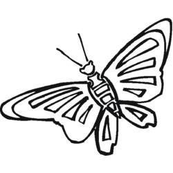 Coloring page: Butterfly (Animals) #15813 - Free Printable Coloring Pages