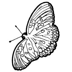 Coloring page: Butterfly (Animals) #15837 - Free Printable Coloring Pages