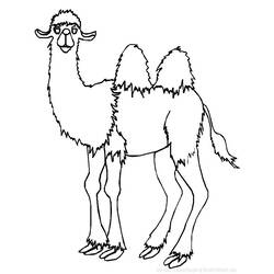 Coloring page: Camel (Animals) #1667 - Printable coloring pages