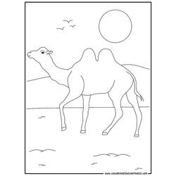 Coloring page: Camel (Animals) #1672 - Printable coloring pages