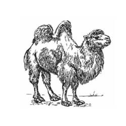 Coloring page: Camel (Animals) #1707 - Printable coloring pages