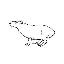 Capybara (Animals) coloring page #207571 to print and color