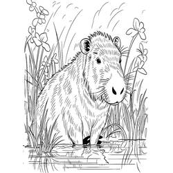 Capybara (Animals) coloring page #207590 to print and color