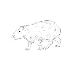 Capybara (Animals) coloring page #207607 to print and color