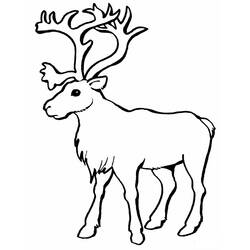 Coloring page: Caribou (Animals) #1540 - Printable coloring pages