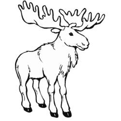 Coloring pages: Caribou - Printable coloring pages