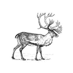 Coloring page: Caribou (Animals) #1544 - Printable coloring pages