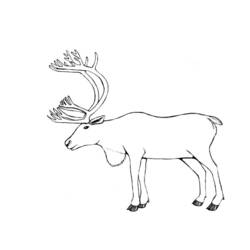 Coloring page: Caribou (Animals) #1545 - Printable coloring pages