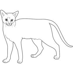 Coloring page: Cat (Animals) #1881 - Free Printable Coloring Pages