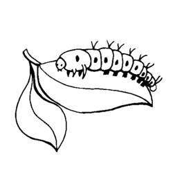 Coloring page: Caterpillar (Animals) #18274 - Printable coloring pages