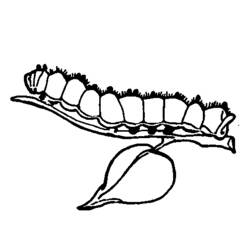 Coloring page: Caterpillar (Animals) #18300 - Free Printable Coloring Pages