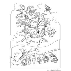 Coloring page: Caterpillar (Animals) #18327 - Free Printable Coloring Pages