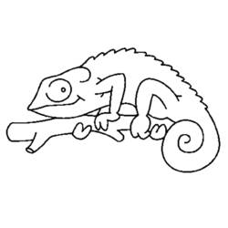 Coloring pages: Chameleon - Printable Coloring Pages
