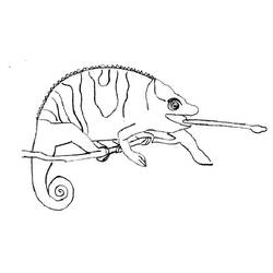 Coloring page: Chameleon (Animals) #1412 - Printable Coloring Pages