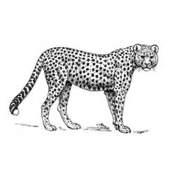 Coloring page: Cheetah (Animals) #7966 - Printable coloring pages