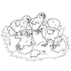 Coloring page: Chick (Animals) #15410 - Free Printable Coloring Pages