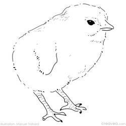 Coloring page: Chick (Animals) #15424 - Printable coloring pages
