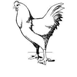 Coloring page: Chicken (Animals) #17351 - Free Printable Coloring Pages