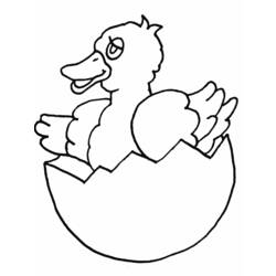 Coloring page: Chicks (Animals) #20138 - Printable coloring pages