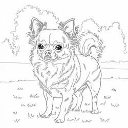 Chihuahua (Animals) coloring page #219791 to print and color