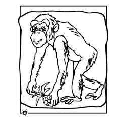 Coloring page: Chimpanzee (Animals) #2798 - Printable coloring pages