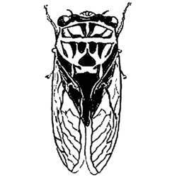 Coloring page: Cicada (Animals) #18448 - Printable coloring pages