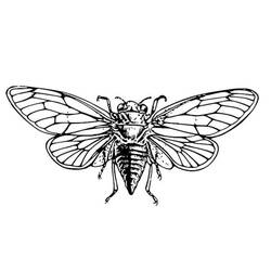 Cicada (Animals) coloring page #187684 to print and color