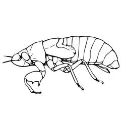 Cicada (Animals) coloring page #187697 to print and color