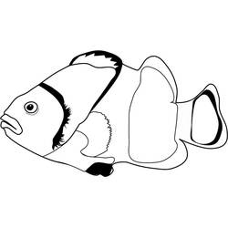 Clownfish (Animals) coloring page #218313 to print and color