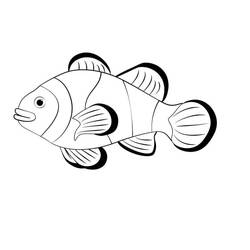 Clownfish (Animals) coloring page #218321 to print and color