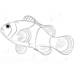 Clownfish (Animals) coloring page #218329 to print and color