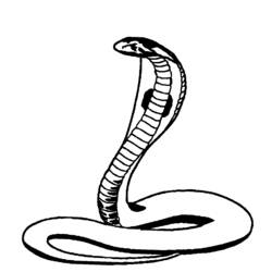 Coloring page: Cobra (Animals) #3296 - Printable coloring pages