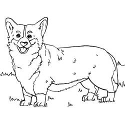 Corgi (Animals) coloring page #220762 to print and color