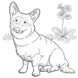 Corgi (Animals) coloring page #220768 to print and color