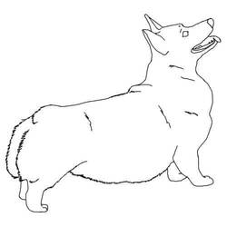 Corgi (Animals) coloring page #220793 to print and color