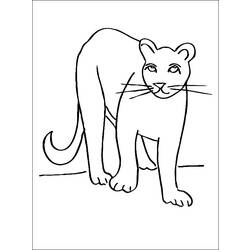 Coloring pages: Cougar - Printable Coloring Pages