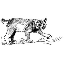 Coloring page: Cougar (Animals) #4421 - Printable coloring pages