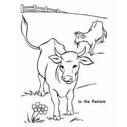 Coloring page: Cow (Animals) #13229 - Free Printable Coloring Pages