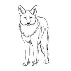 Coyote (Animals) coloring page #207089 to print and color