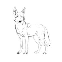 Coyote (Animals) coloring page #207105 to print and color