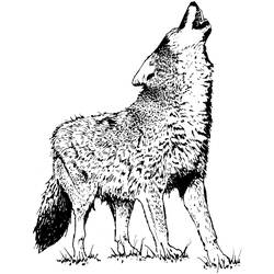 Coloring page: Coyote (Animals) #4542 - Printable coloring pages