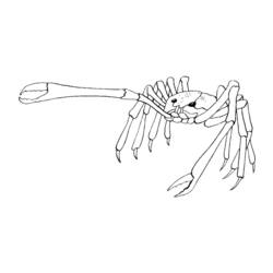 Coloring page: Crab (Animals) #4714 - Free Printable Coloring Pages