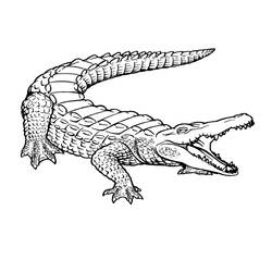 Coloring page: Crocodile (Animals) #4800 - Printable coloring pages