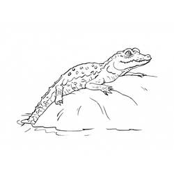 Coloring page: Crocodile (Animals) #4808 - Free Printable Coloring Pages