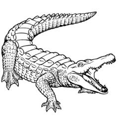 Coloring page: Crocodile (Animals) #4840 - Printable coloring pages
