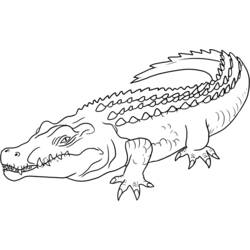Coloring pages: Crocodile - Printable coloring pages