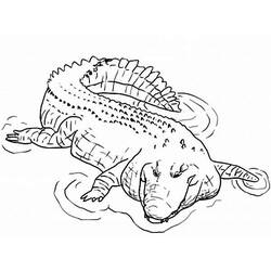 Coloring page: Crocodile (Animals) #4910 - Printable coloring pages