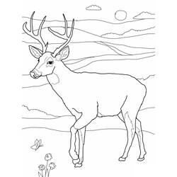 Coloring page: Deer (Animals) #2568 - Printable coloring pages