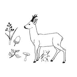 Coloring page: Deer (Animals) #2569 - Printable coloring pages
